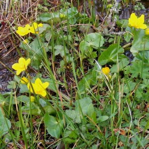 Photographie n°216215 du taxon Caltha palustris L. [1753]