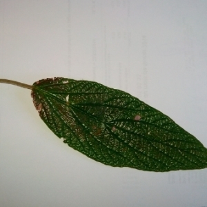 Photographie n°216262 du taxon Viburnum rhytidophyllum Hemsl. [1888]