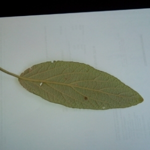 Photographie n°216263 du taxon Viburnum rhytidophyllum Hemsl. [1888]