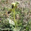  Liliane Roubaudi - Ophrys fusca Link [1800]