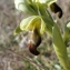  Liliane Roubaudi - Ophrys fusca Link [1800]
