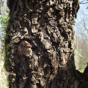 Photographie n°216318 du taxon Pyrus communis L. [1753]