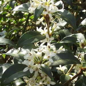 Photographie n°216320 du taxon Osmanthus x burkwoodii (Burkwood. & Skipw.) P.S.Green