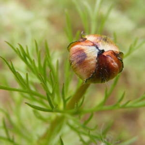 Photographie n°216366 du taxon Adonis annua L. [1753]