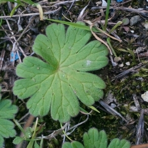 Photographie n°216369 du taxon Geranium molle L. [1753]