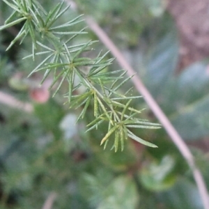 Photographie n°216376 du taxon Asparagus acutifolius L. [1753]