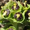  Liliane Roubaudi - Euphorbia characias L.
