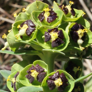 Photographie n°216390 du taxon Euphorbia characias L.