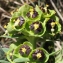  Liliane Roubaudi - Euphorbia characias L.