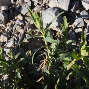Photographie n°216396 du taxon Euphorbia serrata L. [1753]