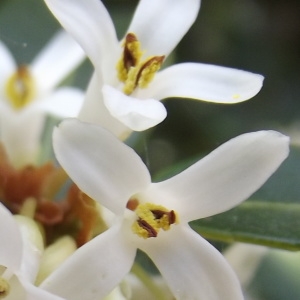 Photographie n°216405 du taxon Osmanthus x burkwoodii (Burkwood. & Skipw.) P.S.Green