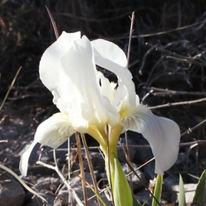 Iris lutescens Lam. (Iris des garrigues)