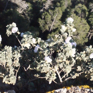 Photographie n°216418 du taxon Lavatera maritima Gouan [1773]