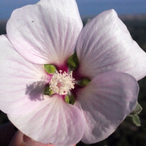 Photographie n°216422 du taxon Lavatera maritima Gouan [1773]