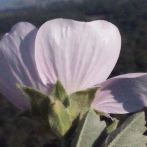 Photographie n°216424 du taxon Lavatera maritima Gouan [1773]