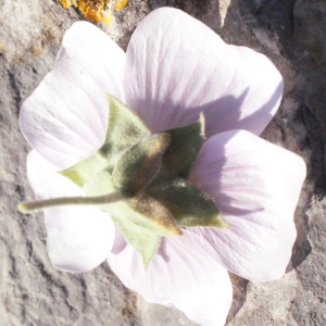 Photographie n°216426 du taxon Lavatera maritima Gouan [1773]