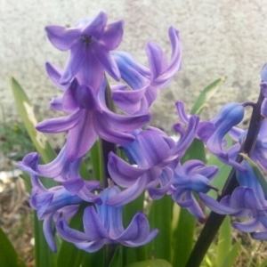 Photographie n°216433 du taxon Hyacinthoides x massartiana Geerinck [1996]