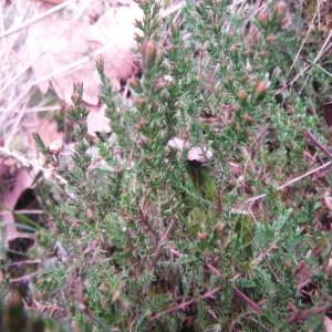 Photographie n°216453 du taxon Calluna vulgaris (L.) Hull