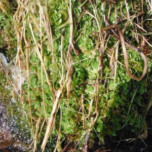 Photographie n°216470 du taxon Chrysosplenium oppositifolium L. [1753]