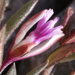 Polygala rupestris Pourr. (Polygala des rochers)