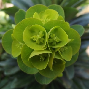  - Euphorbia amygdaloides subsp. robbiae (Turrill) Stace