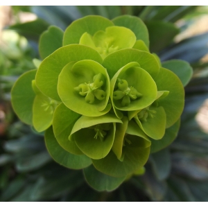 Euphorbia robbiae Turrill