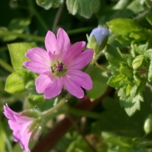 Photographie n°216522 du taxon Geranium molle L. [1753]