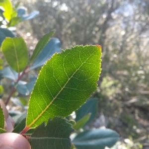 Photographie n°216579 du taxon Arbutus unedo L. [1753]