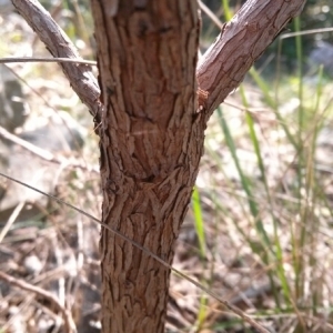 Photographie n°216580 du taxon Arbutus unedo L. [1753]