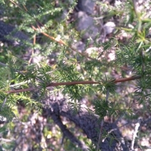 Photographie n°216581 du taxon Asparagus acutifolius L. [1753]