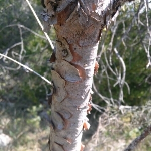 Photographie n°216586 du taxon Pinus halepensis Mill. [1768]