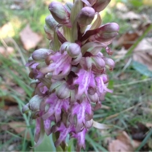 Photographie n°216599 du taxon Himantoglossum robertianum (Loisel.) P.Delforge [1999]