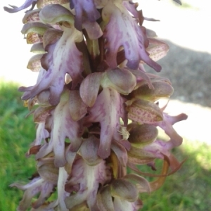 Photographie n°216605 du taxon Himantoglossum robertianum (Loisel.) P.Delforge [1999]