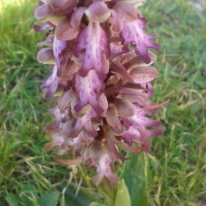 Photographie n°216607 du taxon Himantoglossum robertianum (Loisel.) P.Delforge [1999]
