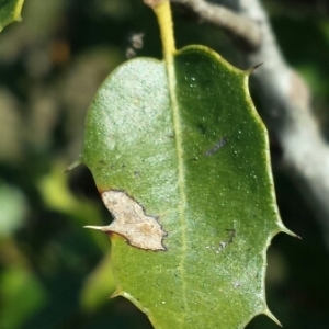 Photographie n°216624 du taxon Quercus coccifera L. [1753]
