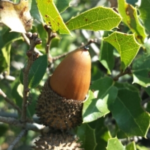 Photographie n°216625 du taxon Quercus coccifera L. [1753]