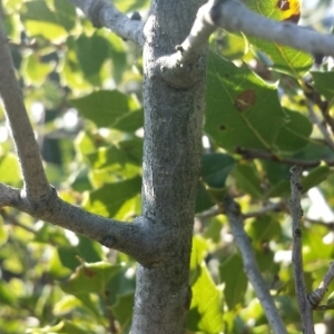 Photographie n°216626 du taxon Quercus coccifera L. [1753]