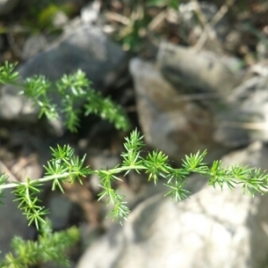 Photographie n°216653 du taxon Asparagus acutifolius L. [1753]