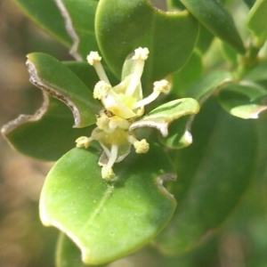 Photographie n°216683 du taxon Buxus sempervirens L. [1753]