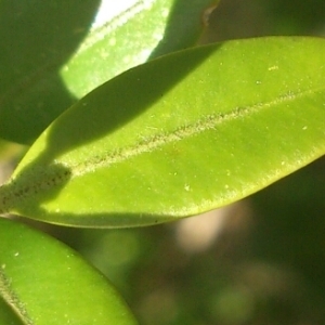 Photographie n°216684 du taxon Buxus sempervirens L. [1753]