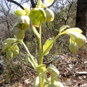 Photographie n°216735 du taxon Helleborus foetidus L. [1753]