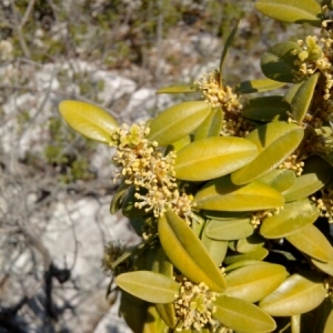 Photographie n°216771 du taxon Buxus sempervirens L.