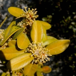 Photographie n°216773 du taxon Buxus sempervirens L.