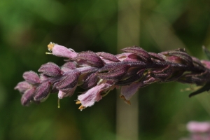 Françoise Carle, le  1 août 2013 (Conty (Etang de Conty))