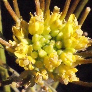 Sisymbrium reboudianum Verl. (Roquette jaune)