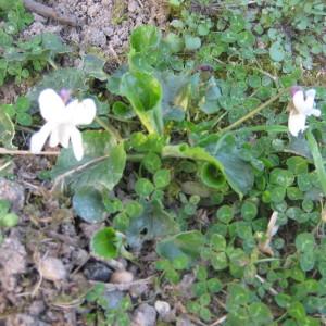 Photographie n°216829 du taxon Viola alba subsp. alba