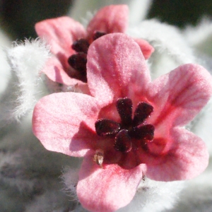 Pardoglossum cheirifolium (L.) Barbier & Mathez (Cynoglosse à feuilles de giroflée)