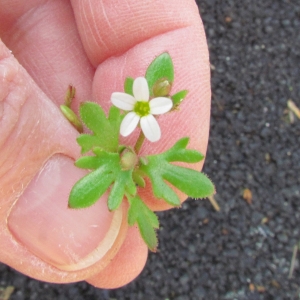 Photographie n°216848 du taxon Saxifraga tridactylites L. [1753]