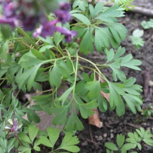 Photographie n°216873 du taxon Corydalis solida (L.) Clairv.