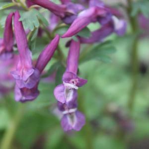 Photographie n°216875 du taxon Corydalis solida (L.) Clairv.